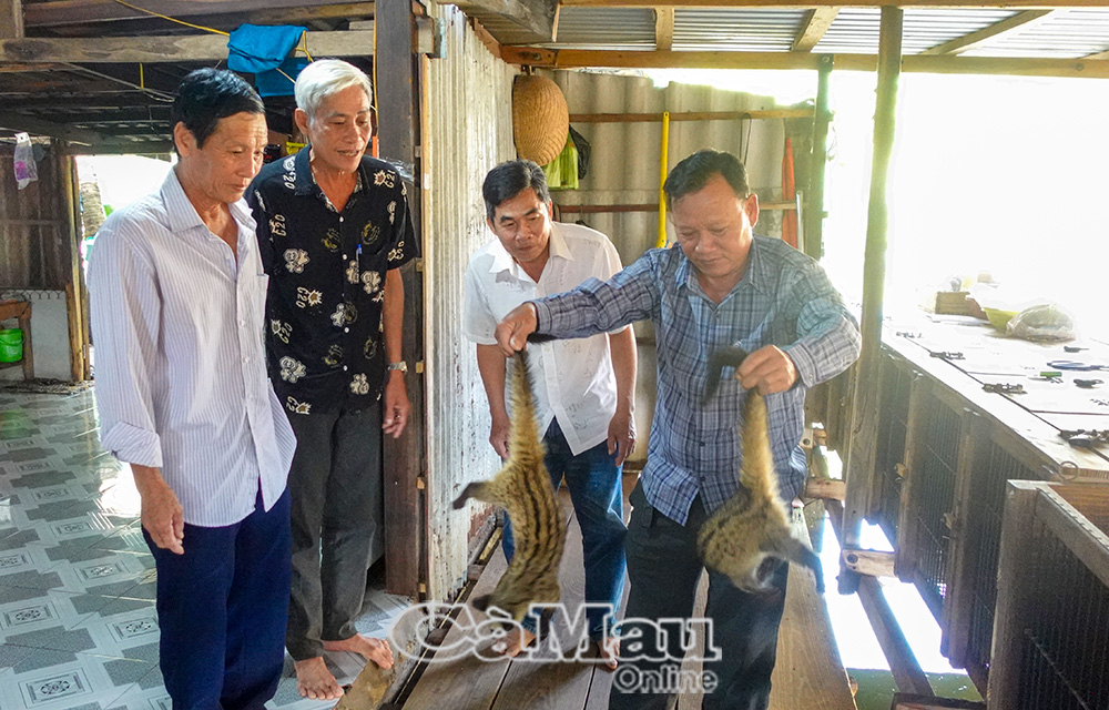 Mô hình nuôi chồn hương của ông Danh Văn Kết là một trong những hướng đi hiệu quả, góp phần nâng cao thu nhập cho nông dân.