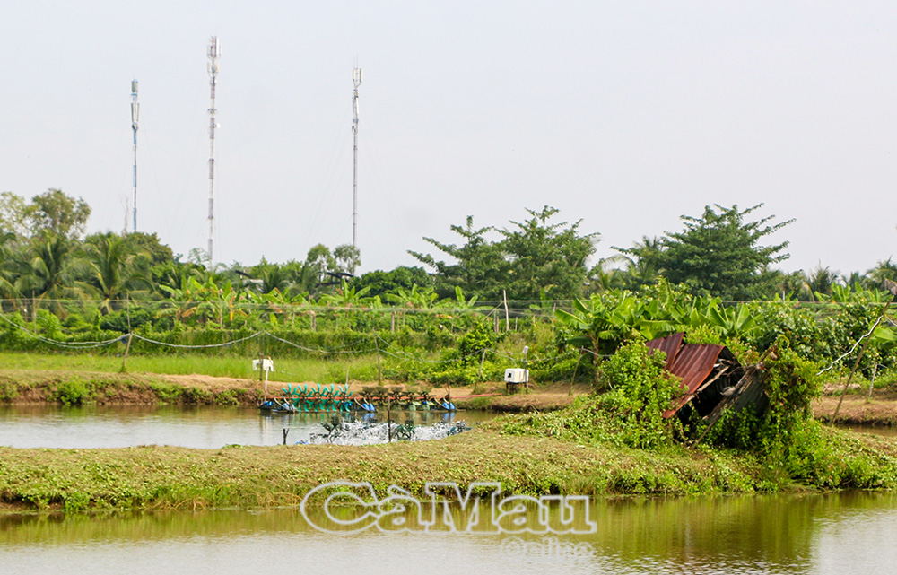 Người nuôi tôm bị thiệt hại do thiên tai cũng được hỗ trợ,, mức hỗ trợ cao nhất lên đến 60 triệu đồng/ha.