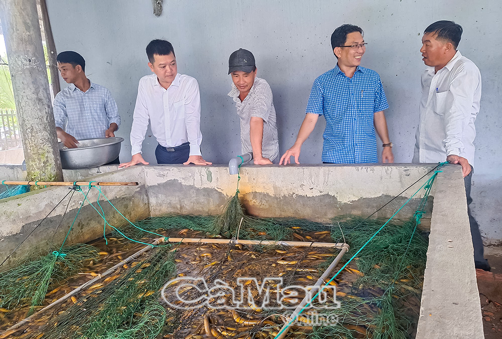 Ðồng chí Nguyễn Minh Nhựt, Bí thư Ðảng uỷ xã Ninh Quới (thứ hai từ phải sang) tham quan, tìm hiểu mô hình nuôi lươn không bùn.