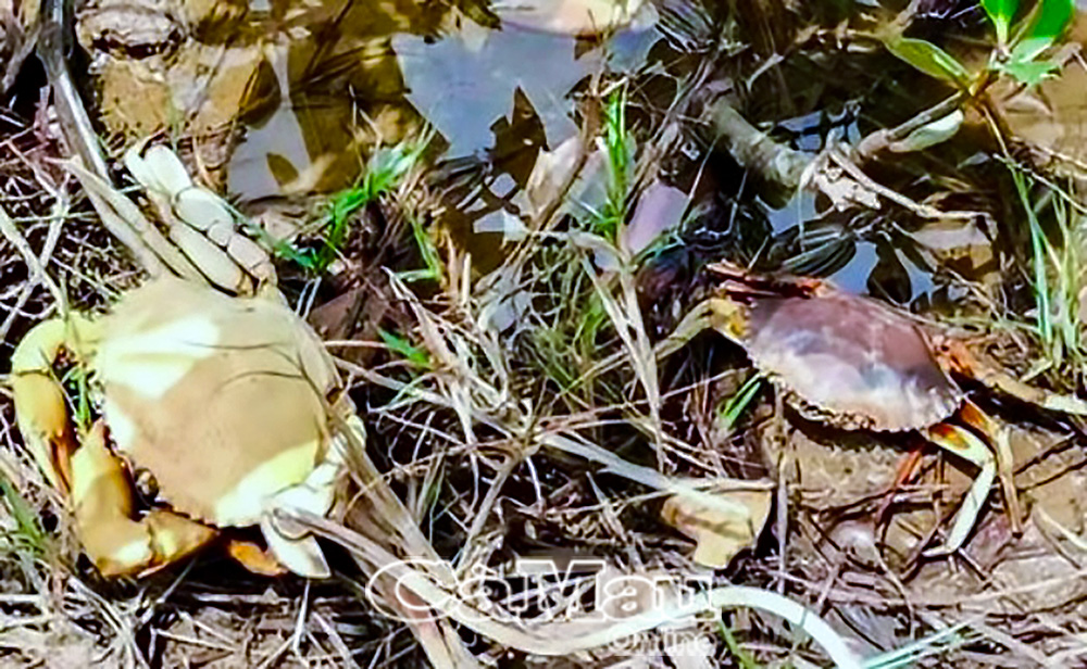 Nuôi cua thương phẩm tại Cà Mau thiệt hại 396 ha do dịch bệnh thuỷ sản.