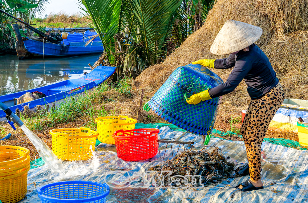 Người nuôi tôm gặp khó khi dịch bệnh gia tăng, giá tôm giảm.
