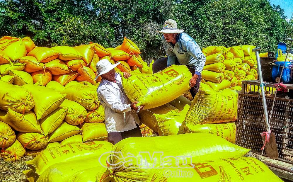 Nông dân Vĩnh Phước trúng vụ lúa trên đất tôm.