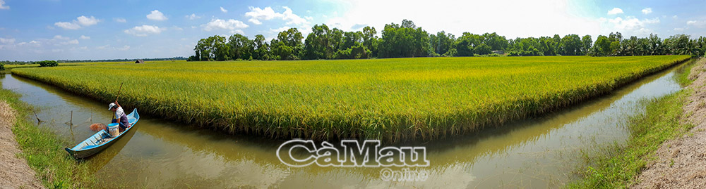 Mô hình lúa - tôm kết hợp của HTX Tấn Phát.