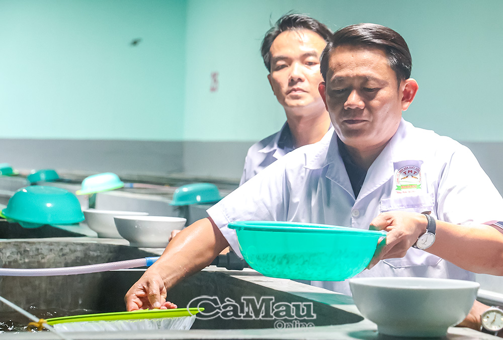 Mỗi năm, xã Gành Hào cung ứng hàng tỷ con giống thuỷ sản cho thị trường.