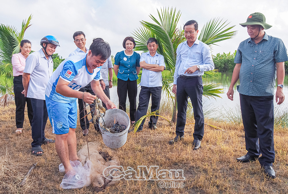 Phó Bí thư Thường trực Tỉnh uỷ Huỳnh Quốc Việt cùng lãnh đạo Sở Nông nghiệp và Môi trường cùng các sở, ngành tham quan mô hình lúa tôm càng xanh tại xã U Minh.