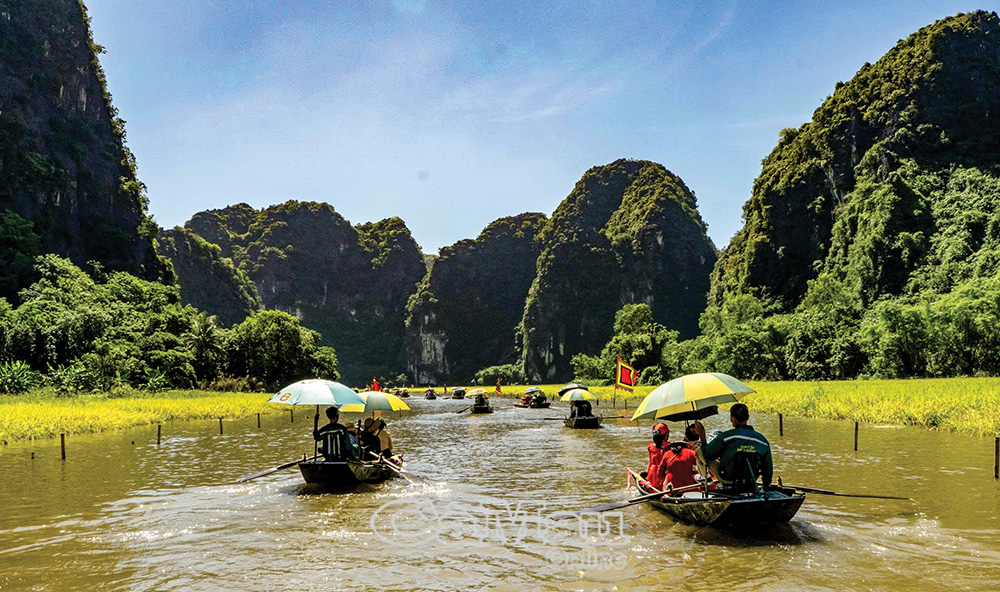 Du khách ngồi thuyền trên sông Ngô Ðồng ngắm cánh đồng chín vàng - một trong những đồng lúa đẹp nhất Việt Nam.