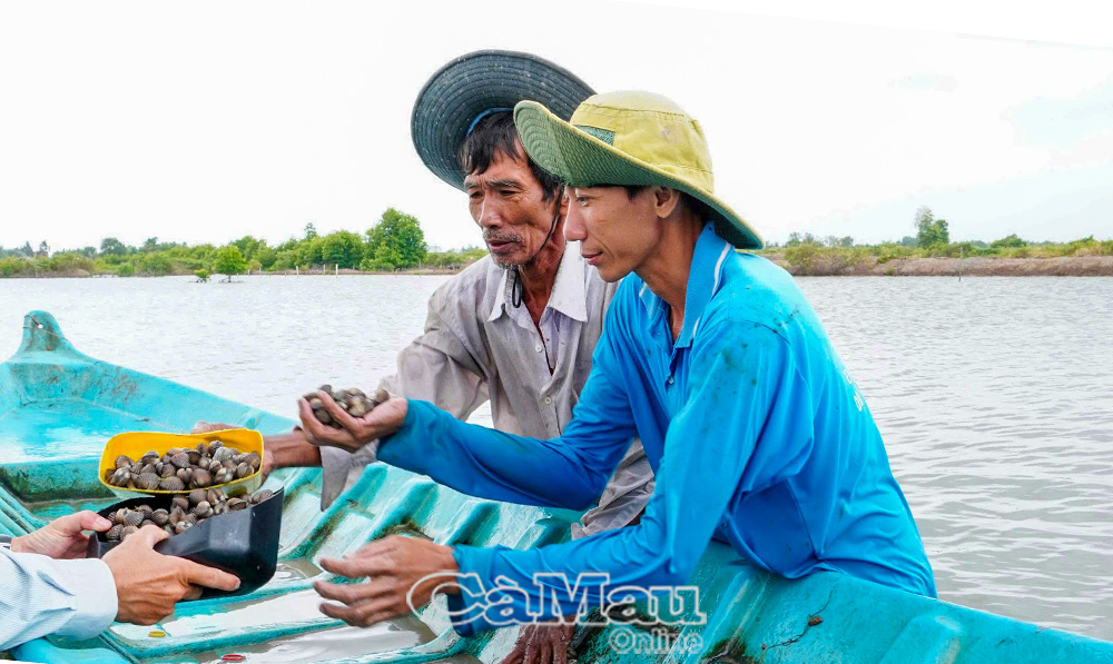 Mô hình nuôi sò huyết mang lại thu nhập ổn định ở xã Thanh Tùng. Ảnh: Hông Nhung