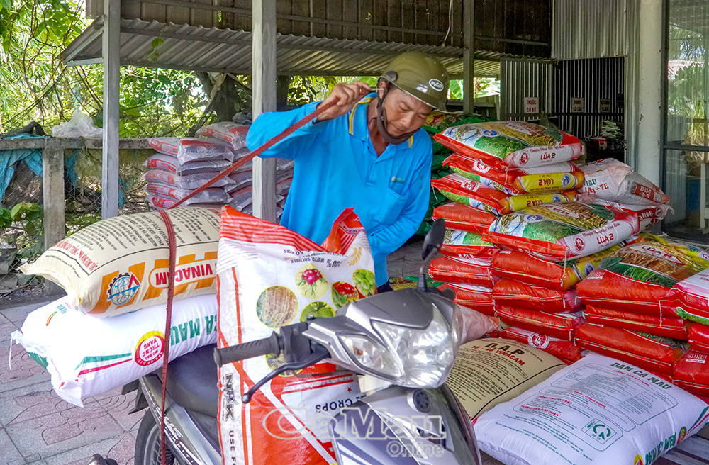 Nông dân chuẩn bị phân bón cho trà lúa hè thu trong giai đoạn đẻ nhánh.