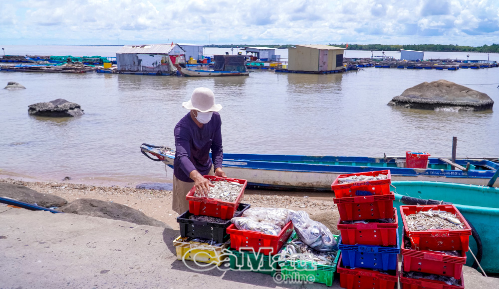 Người dân xã Ðá Bạc chuẩn bị thức ăn cho cá bớp nuôi lồng bè trên biển.