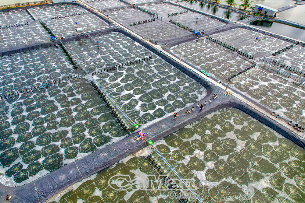 nuôi tôm công nghệ cao đang trở thành động lực thúc đẩy tăng trưởng ngành thủy sản, hướng đến mục tiêu phát triển bền vững của tỉnh Cà Mau.