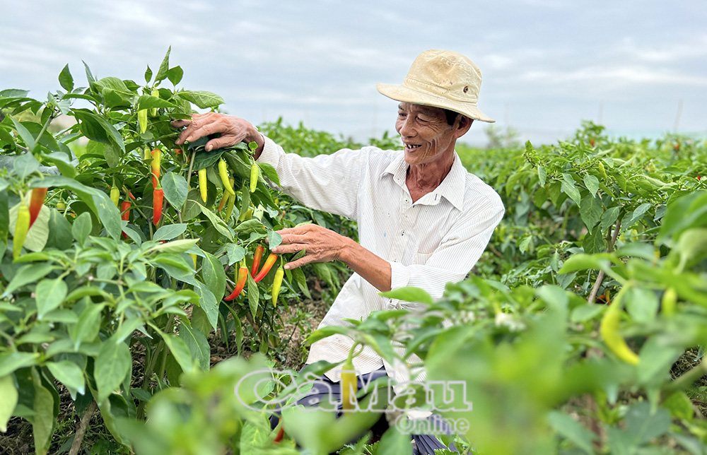 Sản xuất hàng hoá tập trung giúp nông dân tối ưu lợi nhuận, mang lại những vụ mùa vui.