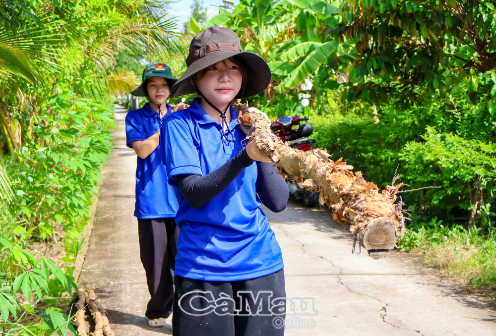 Tình nguyện viên nữ của Trường Ðại học Tây Ðô chia nhau vác cừ để làm bờ kè.