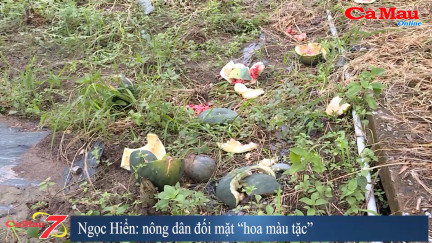 Ngọc Hiển: nông dân đối mặt “hoa màu tặc”