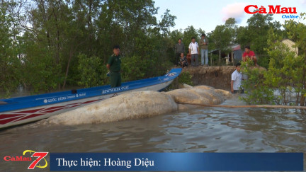 Bản tin Cà Mau / 7 ngày 25 tháng 2 năm 2019