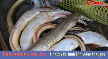 Bản tin báo Cà Mau điện tử, ngày 31 tháng 05 năm 2019