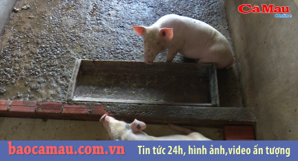 Cà Mau: tiêu hủy 252 con heo nhiễm bệnh tả heo châu Phi tính đến hết ngày 16/6