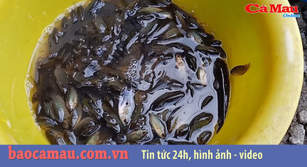 Bản tin báo Cà Mau điện tử ngày 28 tháng 06 năm 2019