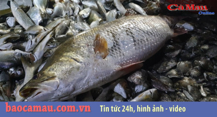 Trải nghiệm “thuốc cá chạy” vùng rừng ngập mặn