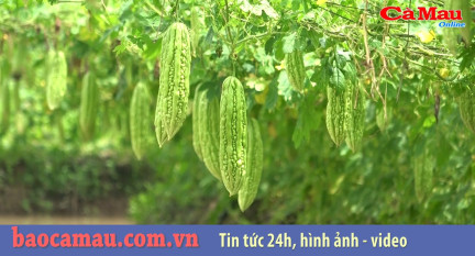 Bản tin báo Cà Mau điện tử ngày 12 tháng 07 năm 2019