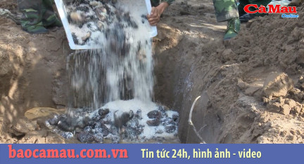 Cà Mau:tiêu hủy gần 400 kg hải sâm