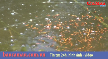 Bản tin Cà Mau / 7, ngày 22 tháng 07 năm 2019