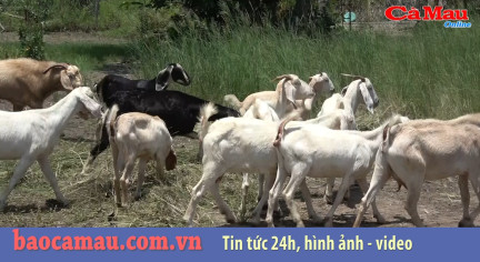 Bản tin báo Cà Mau điện tử ngày 26 tháng 07 năm 2019