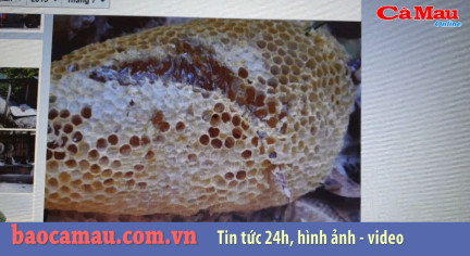 Cà Mau: Cảnh báo thủ đoạn lừa đảo bán mật ong nguyên chất