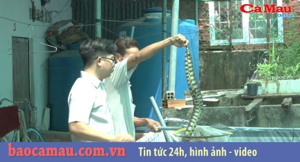 Bản tin báo Cà Mau điện tử ngày 2 tháng 08 năm 2019