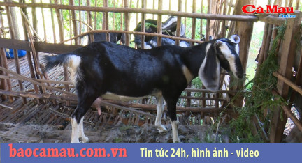 Bản tin báo Cà Mau điện tử ngày 9 tháng 08 năm 2019