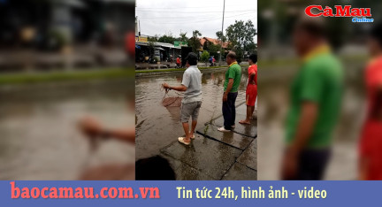 Cà Mau: Thú vị cảnh chài cá trên đường