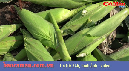 Bản tin báo Cà Mau điện tử ngày 27 tháng 09 năm 2019