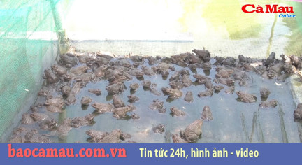 Bản tin báo Cà Mau điện tử ngày 11 tháng 10 năm 2019