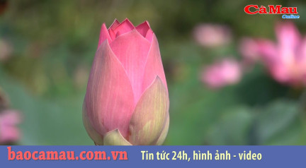 Bản tin báo Cà Mau điện tử ngày 25 tháng 10 năm 2019