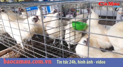 Bản tin báo Cà Mau điện tử ngày 8 tháng 11 năm 2019