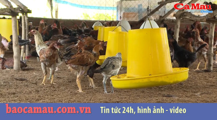 Bản tin Cà Mau / 7, ngày 11 tháng 11 năm 2019