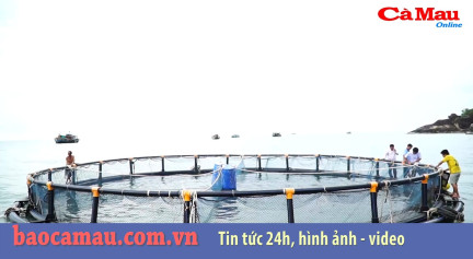 Triển vọng mô hình nuôi cá bớp lồng nhựa HDPE