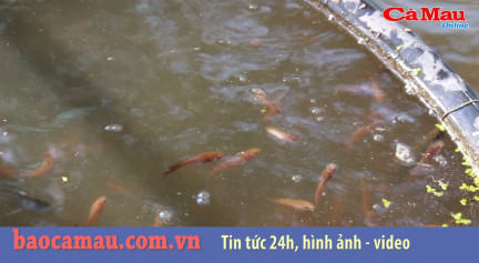 Bản tin báo Cà Mau điện tử ngày 22 tháng 11 năm 2019