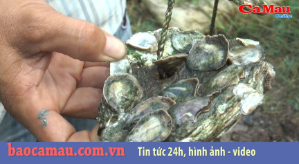 Hiệu quả nuôi hàu dây