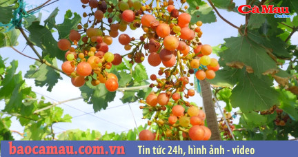 Cà Mau: Khu vườn trên sân thượng