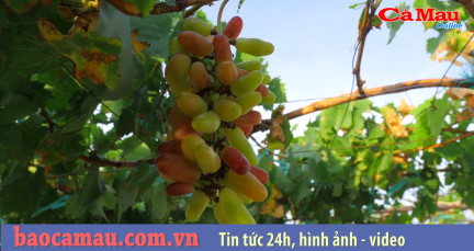 Bản tin báo Cà Mau điện tử, ngày 15 tháng 05 năm 2020