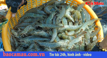 Triển vọng từ nuôi tôm thẻ chân trắng siêu thâm canh 3 giai đoạn