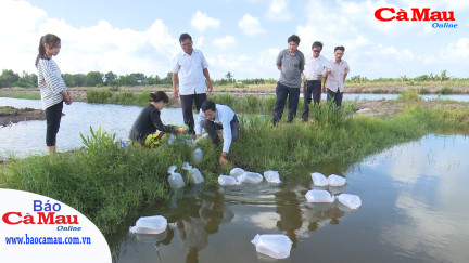 Niềm tin vào dự án Nuôi tôm càng xanh toàn đực
