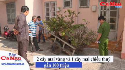 Cà Mau: Trộm cắp mai kiểng trị giá gần 100 triệu, đôi vợ chồng bị tạm giữ