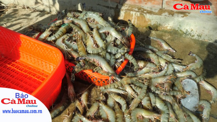 Đồng hành cùng nhà nông nâng cao hiệu quả sản xuất
