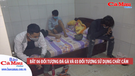 Bắt hai nhóm tổ chức đá gà và sử dụng chất cấm