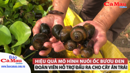 Hiệu quả mô hình nuôi ốc bươu đen