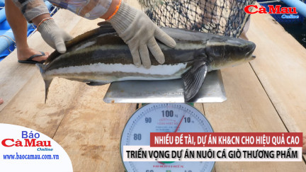 Nhiều đề tài, dự án KH&CN cho hiệu quả cao