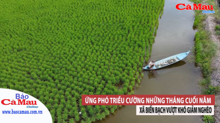 Bản tin báo Cà Mau điện tử, ngày 12 tháng 11 năm 2021