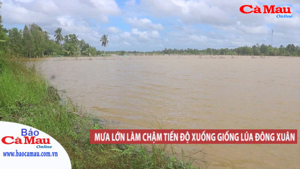 Mưa lớn làm chậm tiến độ xuống giống lúa Đông xuân