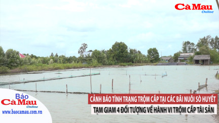 Cảnh báo tình trạng trộm cắp tại các bãi nuôi sò huyết